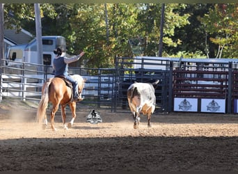 American Quarter Horse, Gelding, 5 years, 15.1 hh, Palomino