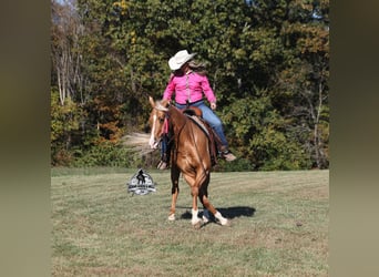 American Quarter Horse, Gelding, 5 years, 15.1 hh, Palomino