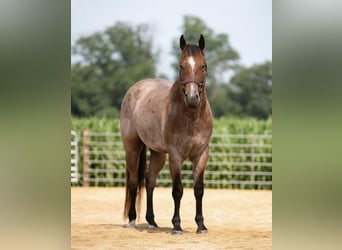 American Quarter Horse, Gelding, 5 years, 15.1 hh, Roan-Bay