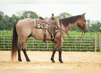 American Quarter Horse, Gelding, 5 years, 15.1 hh, Roan-Bay