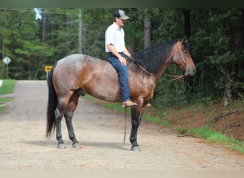 American Quarter Horse, Gelding, 5 years, 15,1 hh, Roan-Bay