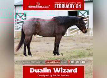 American Quarter Horse, Gelding, 5 years, 15.1 hh, Roan-Bay