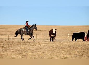 American Quarter Horse, Gelding, 5 years, 15,1 hh, Roan-Blue