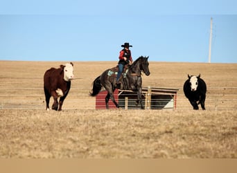 American Quarter Horse, Gelding, 5 years, 15,1 hh, Roan-Blue