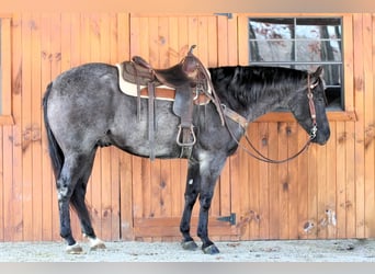 American Quarter Horse, Gelding, 5 years, 15,1 hh, Roan-Blue