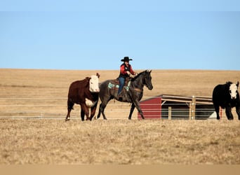 American Quarter Horse, Gelding, 5 years, 15,1 hh, Roan-Blue