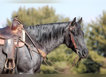 American Quarter Horse, Gelding, 5 years, 15,1 hh, Roan-Blue