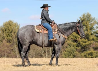 American Quarter Horse, Gelding, 5 years, 15,1 hh, Roan-Blue