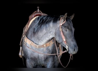 American Quarter Horse, Gelding, 5 years, 15,1 hh, Roan-Blue