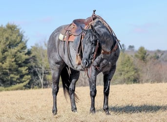 American Quarter Horse, Gelding, 5 years, 15,1 hh, Roan-Blue