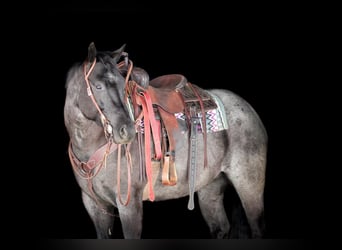 American Quarter Horse, Gelding, 5 years, 15.1 hh, Roan-Blue