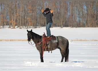 American Quarter Horse, Gelding, 5 years, 15.1 hh, Roan-Blue