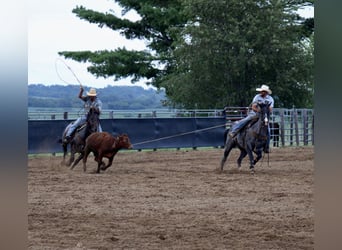 American Quarter Horse, Gelding, 5 years, 15,1 hh, Roan-Blue