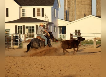 American Quarter Horse, Gelding, 5 years, 15,1 hh, Roan-Blue