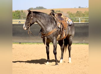 American Quarter Horse, Gelding, 5 years, 15,1 hh, Roan-Blue