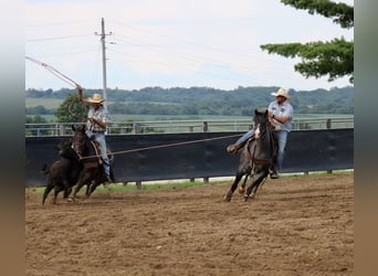 American Quarter Horse, Gelding, 5 years, 15,1 hh, Roan-Blue