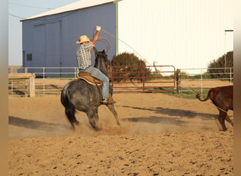 American Quarter Horse, Gelding, 5 years, 15,1 hh, Roan-Blue