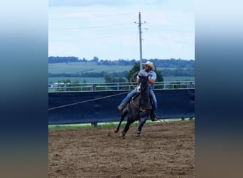 American Quarter Horse, Gelding, 5 years, 15,1 hh, Roan-Blue