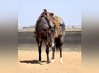 American Quarter Horse, Gelding, 5 years, 15,1 hh, Roan-Blue