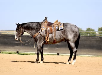 American Quarter Horse, Gelding, 5 years, 15,1 hh, Roan-Blue