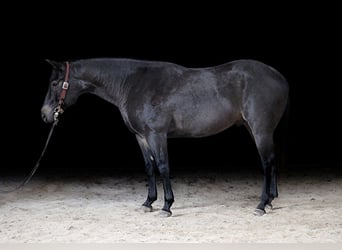 American Quarter Horse, Gelding, 5 years, 15.1 hh, Roan-Blue