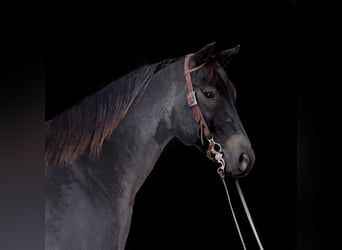 American Quarter Horse, Gelding, 5 years, 15.1 hh, Roan-Blue