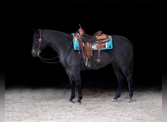 American Quarter Horse, Gelding, 5 years, 15.1 hh, Roan-Blue