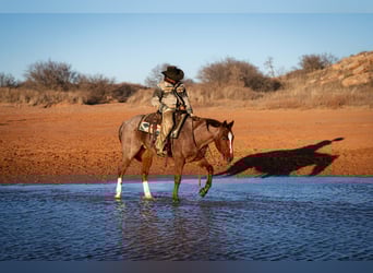 American Quarter Horse, Gelding, 5 years, 15.1 hh, Roan-Red