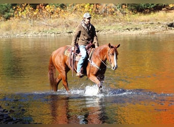 American Quarter Horse, Gelding, 5 years, 15.1 hh, Sorrel