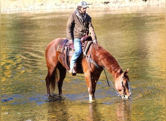 American Quarter Horse, Gelding, 5 years, 15.1 hh, Sorrel