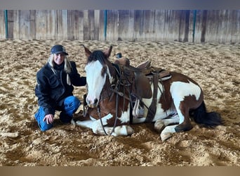 American Quarter Horse, Gelding, 5 years, 15.1 hh, Tobiano-all-colors