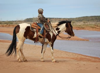 American Quarter Horse, Gelding, 5 years, 15.1 hh, Tobiano-all-colors