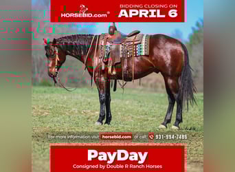 American Quarter Horse, Gelding, 5 years, 15.2 hh, Bay