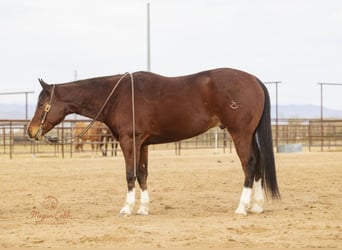American Quarter Horse, Gelding, 5 years, 15.2 hh, Bay