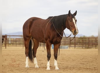 American Quarter Horse, Gelding, 5 years, 15.2 hh, Bay
