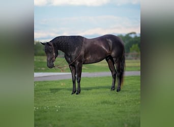 American Quarter Horse, Gelding, 5 years, 15.2 hh, Black