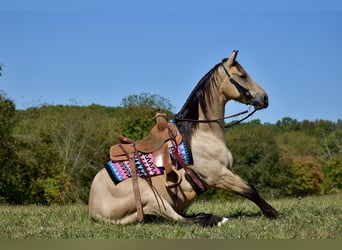 American Quarter Horse, Gelding, 5 years, 15.2 hh, Buckskin