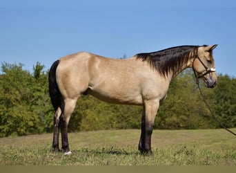 American Quarter Horse, Gelding, 5 years, 15.2 hh, Buckskin