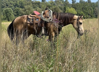 American Quarter Horse, Wallach, 5 Jahre, 15,2 hh, Buckskin