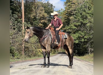 American Quarter Horse, Wallach, 5 Jahre, 15,2 hh, Buckskin