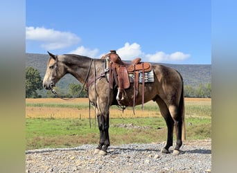 American Quarter Horse, Wallach, 5 Jahre, 15,2 hh, Buckskin