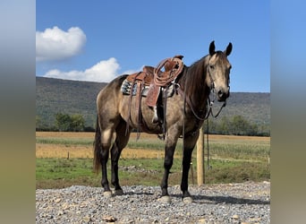 American Quarter Horse, Wallach, 5 Jahre, 15,2 hh, Buckskin