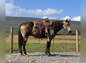 American Quarter Horse, Wallach, 5 Jahre, 15,2 hh, Buckskin