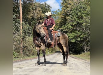 American Quarter Horse, Wallach, 5 Jahre, 15,2 hh, Buckskin