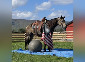 American Quarter Horse, Wallach, 5 Jahre, 15,2 hh, Buckskin