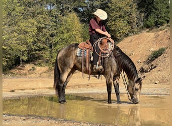 American Quarter Horse, Wallach, 5 Jahre, 15,2 hh, Buckskin