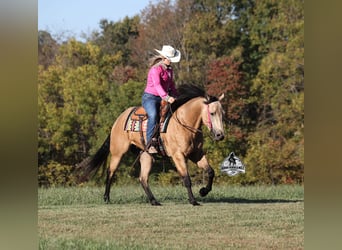 American Quarter Horse, Gelding, 5 years, 15.2 hh, Buckskin