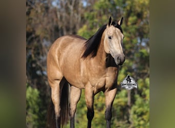 American Quarter Horse, Gelding, 5 years, 15.2 hh, Buckskin