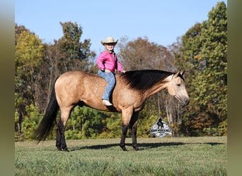 American Quarter Horse, Gelding, 5 years, 15.2 hh, Buckskin