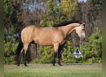 American Quarter Horse, Gelding, 5 years, 15.2 hh, Buckskin